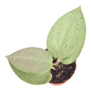 Hoya Hoya Parasitica Heart Leaf Silver
(8 Plants/Order)(7cmP 5cmH)