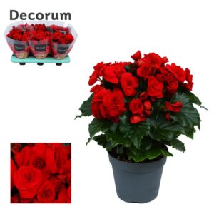 Begonia Baladin Begonia ''baladin'' red Decorum
(6 Plants/Order)(14cmP 32cmH)
