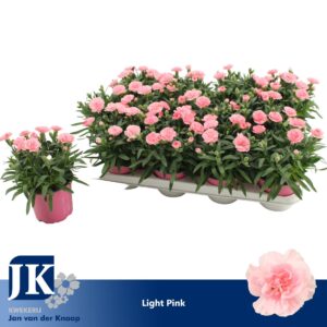 Carnation Oscar Pink Carnation P12 Light Pink TST
(12 Plants/Order)(12cmP 22cmH)