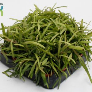 Lepismium bolivianum Lepismium Bolivianum
(20 Plants/Order)(5.5cmP 10cmH)