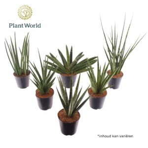 Sansevieria Cylindrica Sansevieria luxe mix
(14 Plants/Order)(12cmP 30cmH)