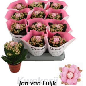 Kalanchoe More Flowers Lillian Lillian 6cm
(20 Plants/Order)(6cmP 14cmH)