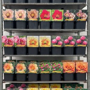 Paeonia Paeonia itoh mix CC C5
(1 Plants/Order)(21cmP 35cmH)