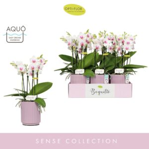 Phalaenopsis Multiflora Boquetto Passione 3-5 spike in Molise Lilac Aquo
(6 Plants/Order)(12cmP 40cmH)