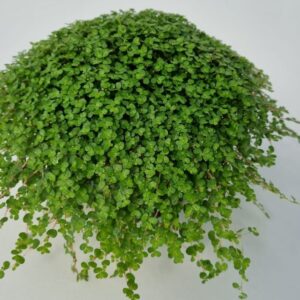 Soleirolia green 3 Helxine
(8 Plants/Order)(11cmP 15cmH)