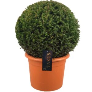 Taxus baccata ball p42 60-65
(1 Plants/Order)(42cmP 60cmH)
