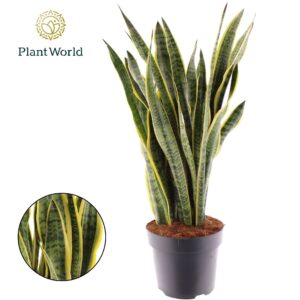 Sansevieria Laurentii Sansevieria Laurentii
(1 Plants/Order)(24cmP 80cmH)