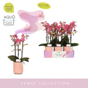Phalaenopsis Multiflora Aromio Floral 3 spike in Salmon Molise Aquo
(6 Plants/Order)(12cmP 35cmH)