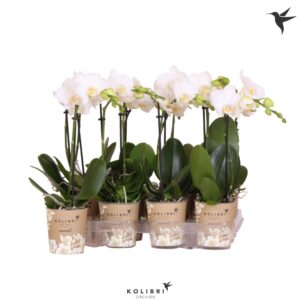 Phalaenopsis Multiflora Kolibri Orchids Phalaenopsis White 1 spike
(18 Plants/Order)(9cmP 40cmH)