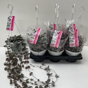 Ceropegia woodii Silver Glory Ceropegia Woodii Slver Glory
(6 Plants/Order)(14cmP 30cmH)