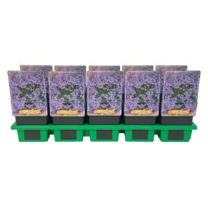 Campanula garganica Campanula garganica 'Major' P11
(10 Plants/Order)(11cmP 25cmH)