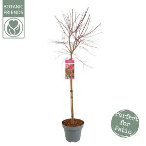 Acer palmatum Beni-maiko Acer palm. 'Beni Maiko' C14 halfstam
(1 Plants/Order)(30cmP 160cmH)