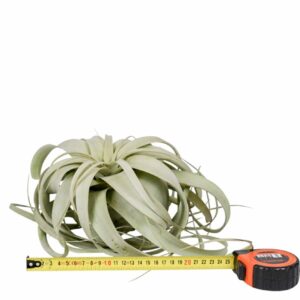 Tillandsia tillandsia xerographica x2
(2 Plants/Order)(25cmP 25cmH)