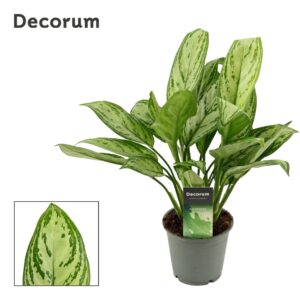 Aglaonema Maria Christina Aglaonema Maria Christina 12 cm (Decorum)
(10 Plants/Order)(12cmP 35cmH)
