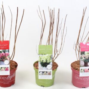 Hydrangea paniculata Hydrangea Paniculata (Gardenlight MIX) 19 cm
(1 Plants/Order)(19cmP 45cmH)