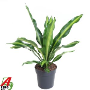 Dracaena Burley Dracaena Burley kopstek P24
(1 Plants/Order)(24cmP 90cmH)
