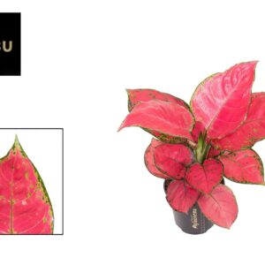 Aglaonema other Aglaonema Red Joy
(12 Plants/Order)(12cmP 30cmH)