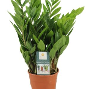 Zamioculcas zamiifolia zamioculcas 14 cm
(7 Plants/Order)(14cmP 50cmH)