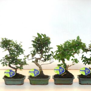 Bonsai Bonsai mix, indoor, 15 cm., shape, without drip tray
(10 Plants/Order)(15cmP 30cmH)