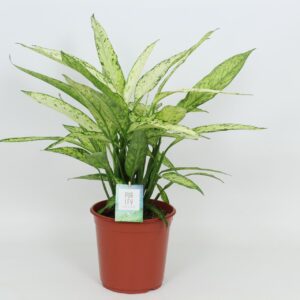 Dieffenbachia Vesuvius Purify Dieffenbachia Vesuvius 24 cm
(3 Plants/Order)(24cmP 90cmH)