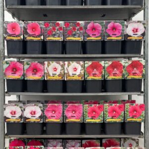 Hibiscus Hibiscus mix CC C5
(1 Plants/Order)(21cmP 35cmH)