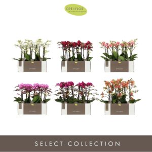 Phalaenopsis Multiflora Optimost Diversen 2 spike
(6 Plants/Order)(12cmP 45cmH)