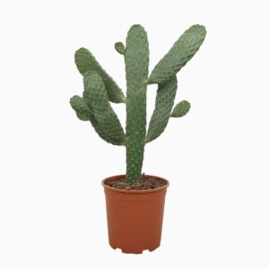Opuntia Opuntia consulea 21 cm
(2 Plants/Order)(21cmP 60cmH)