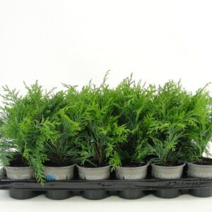 Chamaecyparis Globosa Chamaecyparis lawsoniana 'Globosa'
(18 Plants/Order)(9cmP 20cmH)