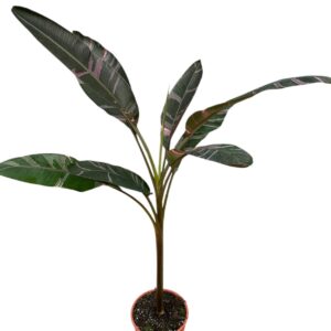 Musa Musa nono
(1 Plants/Order)(27cmP 180cmH)