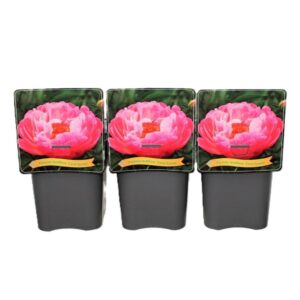 Paeonia Coral Sunset Paeonia Lactiflora 'Coral Sunset' C5
(1 Plants/Order)(21cmP 35cmH)