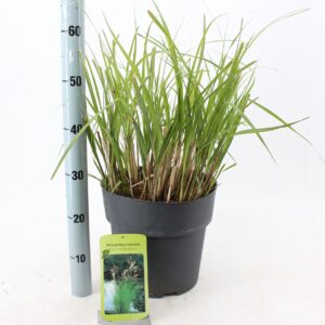 Miscanthus sinensis small Silbers Miscanthus sin. 'Kleine Silberspinne'
(1 Plants/Order)(29cmP 55cmH)