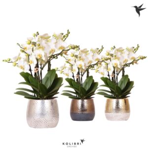 Phalaenopsis Lausanne Kolibri Orchids Phalaenopsis Lausanne 6spike in Elite Pot mix
(3 Plants/Order)(12cmP 45cmH)