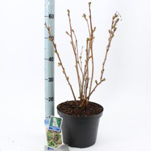 sorbifolia Sem Sorbaria sorb. 'Sem' PBR
(1 Plants/Order)(23cmP 55cmH)