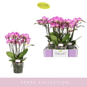 Phalaenopsis Multiflora Bellissimo Caro
(6 Plants/Order)(15cmP 50cmH)