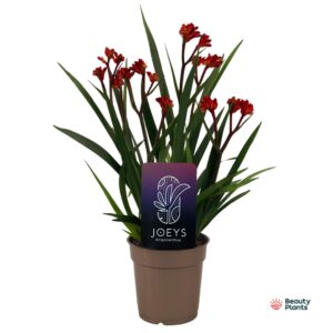 Anigozanthos other Anigozanthos Beauty Red®
(6 Plants/Order)(12cmP 40cmH)