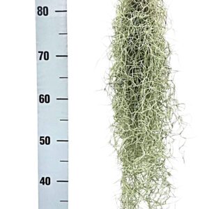 Tillandsia usneoides tillandsia usneoides grey Large
(10 Plants/Order)(5cmP 60cmH)