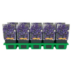 Aubrieta Aubrieta Kitty blue P11
(10 Plants/Order)(11cmP 25cmH)