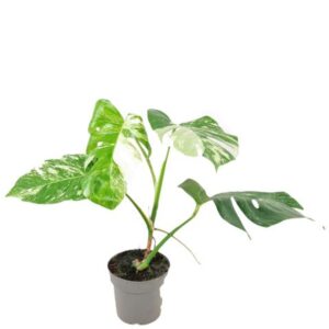 Monstera Variegata Monstera Del Variegata 17cm
(1 Plants/Order)(17cmP 60cmH)
