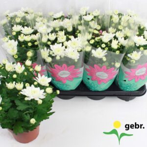 Chrysanthemum Chrystal White Chrysanthemum 'Chrystal White' Stadium 2
(8 Plants/Order)(14cmP 27cmH)