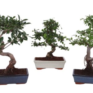 Bonsai Bonsai mix in ø25cm Ceramic
(4 Plants/Order)(25cmP 35cmH)