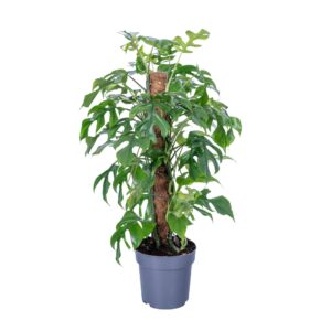 Philodendron Monstera Minima Mosstok 60cm / Pot 17cm
(4 Plants/Order)(17cmP 65cmH)