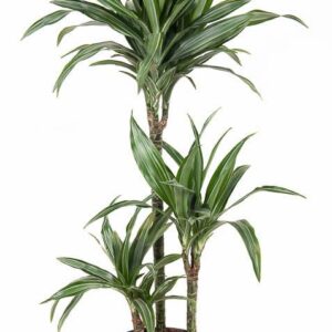 Dracaena Ulises Dracaena Ulises 60-30-15
(1 Plants/Order)(21cmP 100cmH)