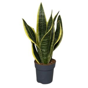 Sansevieria Futura Superba Sansevieria Superba 3pp
(10 Plants/Order)(12cmP 35cmH)