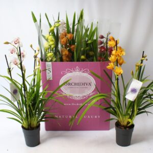 Cymbidium Cymbidium Colours mix 2-3 spike
(6 Plants/Order)(14cmP 85cmH)
