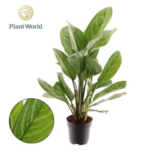 Aglaonema Stripes Aglaonema Stripes
(1 Plants/Order)(17cmP 80cmH)