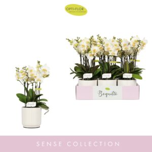 Phalaenopsis Multiflora Boquetto Beauty 3-5 spike in Lazio White
(6 Plants/Order)(12cmP 45cmH)