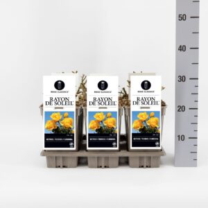 Rosa Rosa (F) Rayon de Soleil ®, C3
(6 Plants/Order)(17cmP 20cmH)