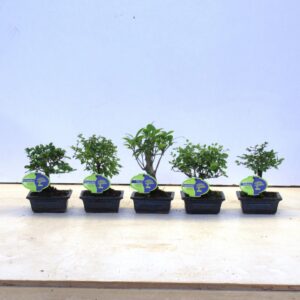 Bonsai Bonsai mix, indoor, 12 cm., broom, without drip tray
(12 Plants/Order)(11cmP 20cmH)