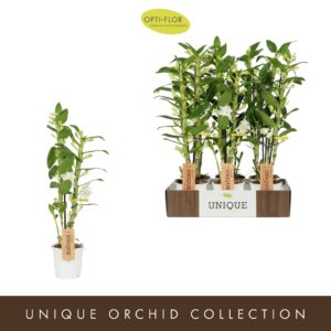 Dendrobium Dendrobium Nobile Apollon 2 spike
(12 Plants/Order)(12cmP 50cmH)