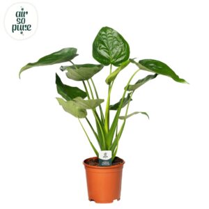 Alocasia cucullata Alocasia Cucullata p24
(1 Plants/Order)(24cmP 90cmH)